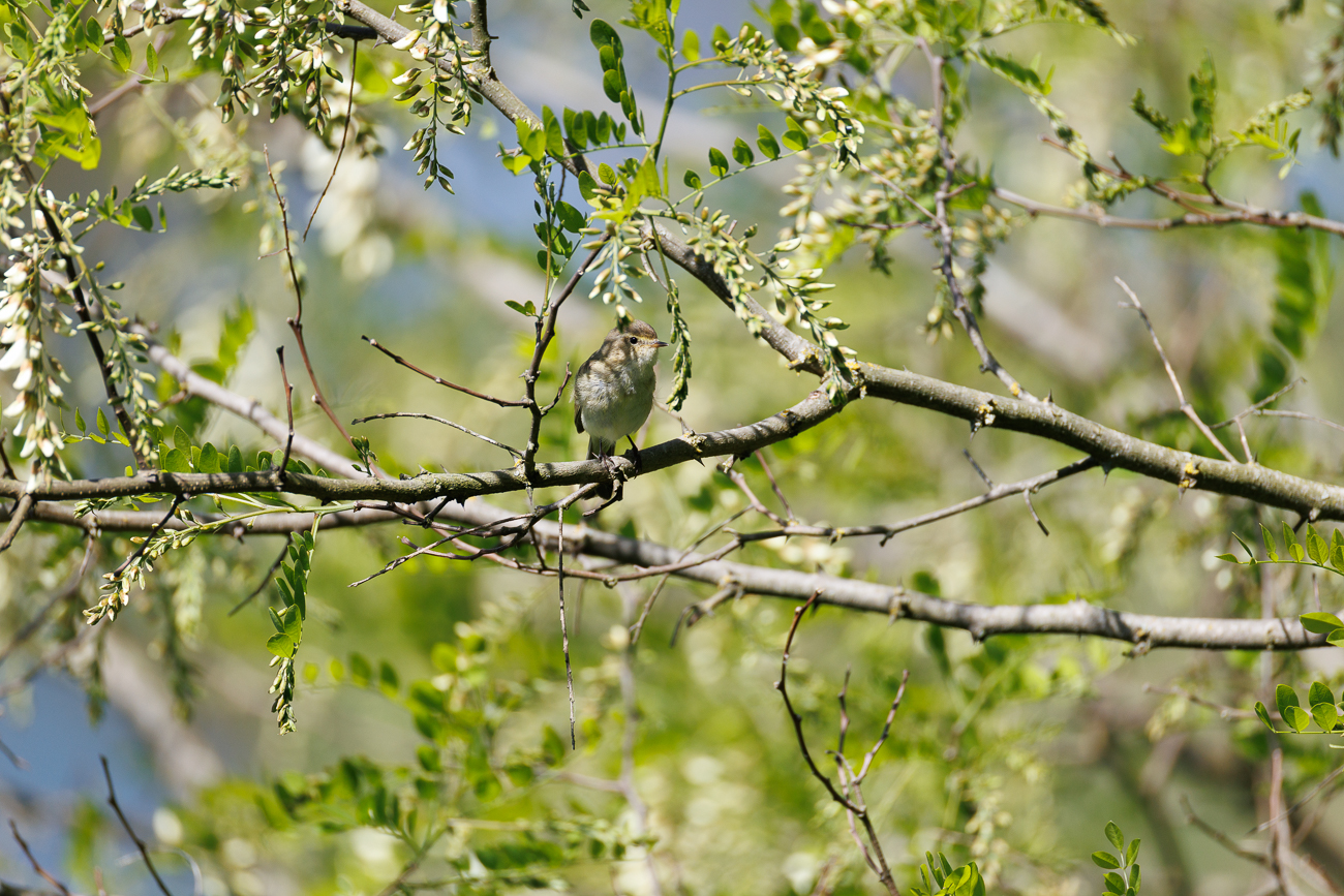 ... auch wenn er teilweise verdeckt ist und oft die Position wechselt