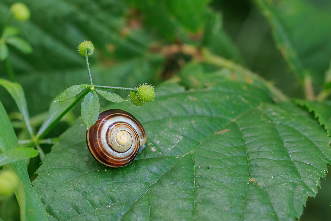 Vermutlich eine Weißmündige Bänderschnecke