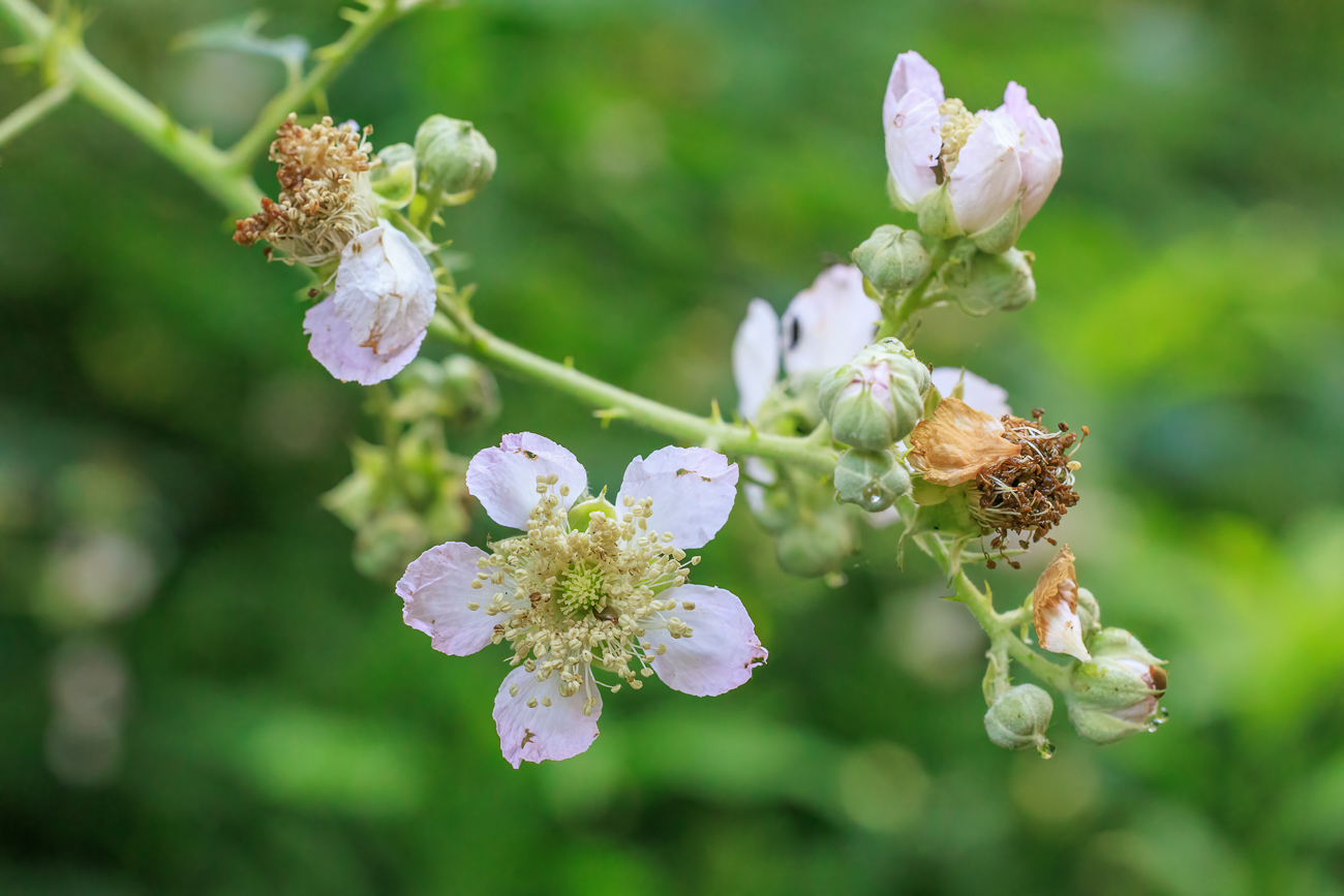 Brombeere [Rubus fruticosus]