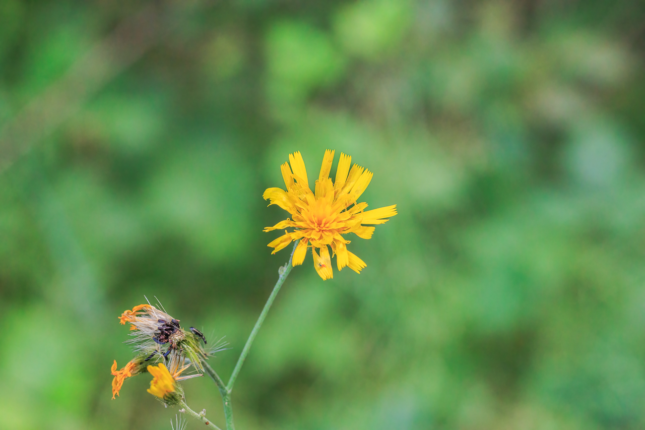 Wald-Habichtskraut [Hieracium murorum]