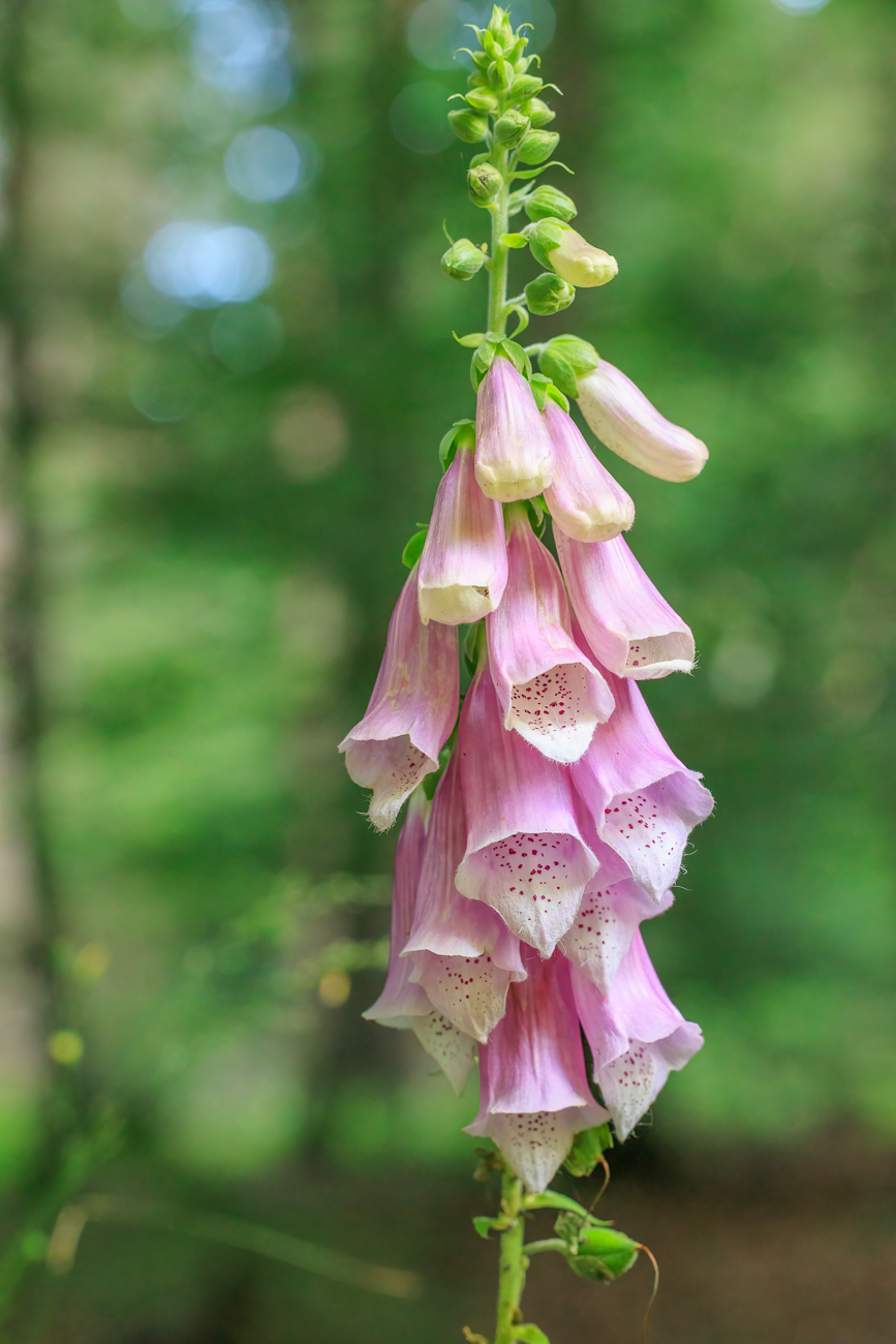 Roter Fingerhut [Digitalis purpurea]