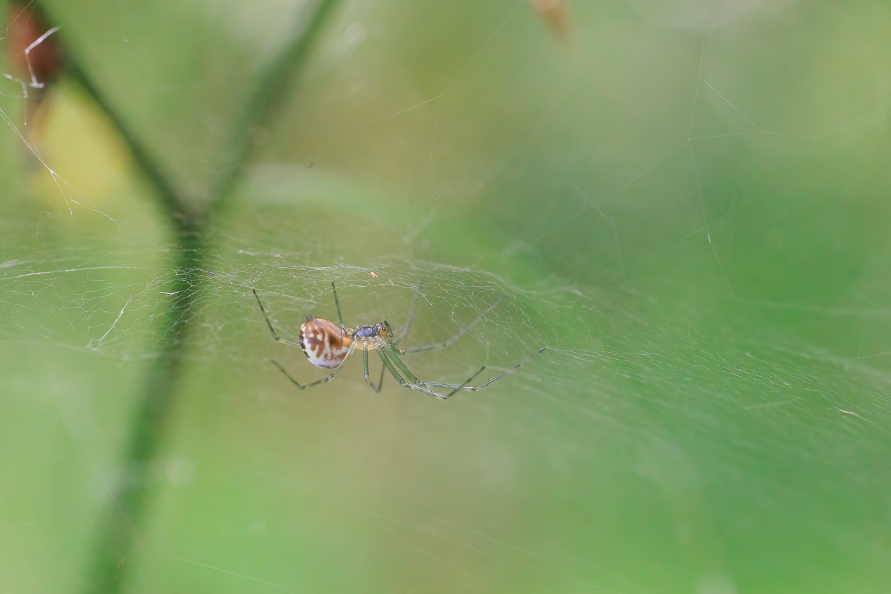 Kleine Spinne im Wald