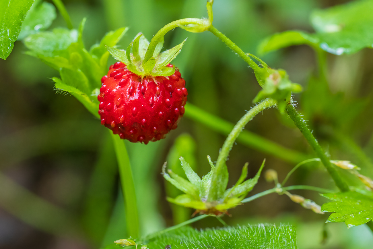 Wald-Erdbeere [Fragaria vesca]