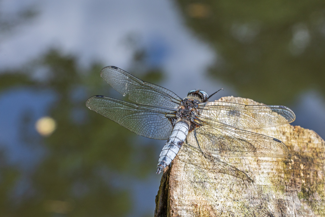Plattbauch-Libelle [Libellula depressa]