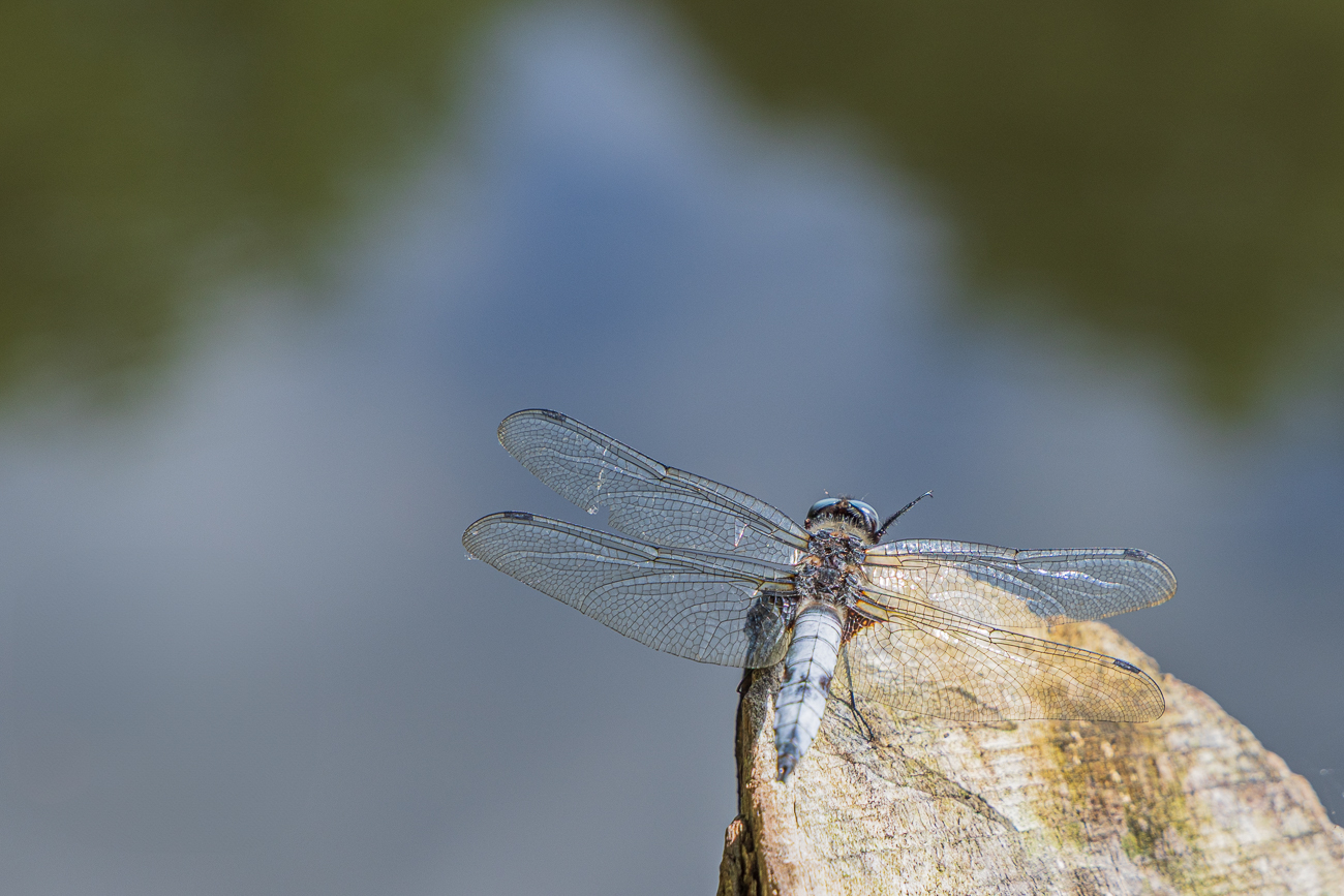Plattbauch-Libelle [Libellula depressa]