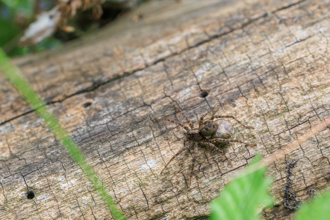 Der Wald-Springwolf [Pardosa lugubris] gehört zur Wolfsspinnenfamilie ...