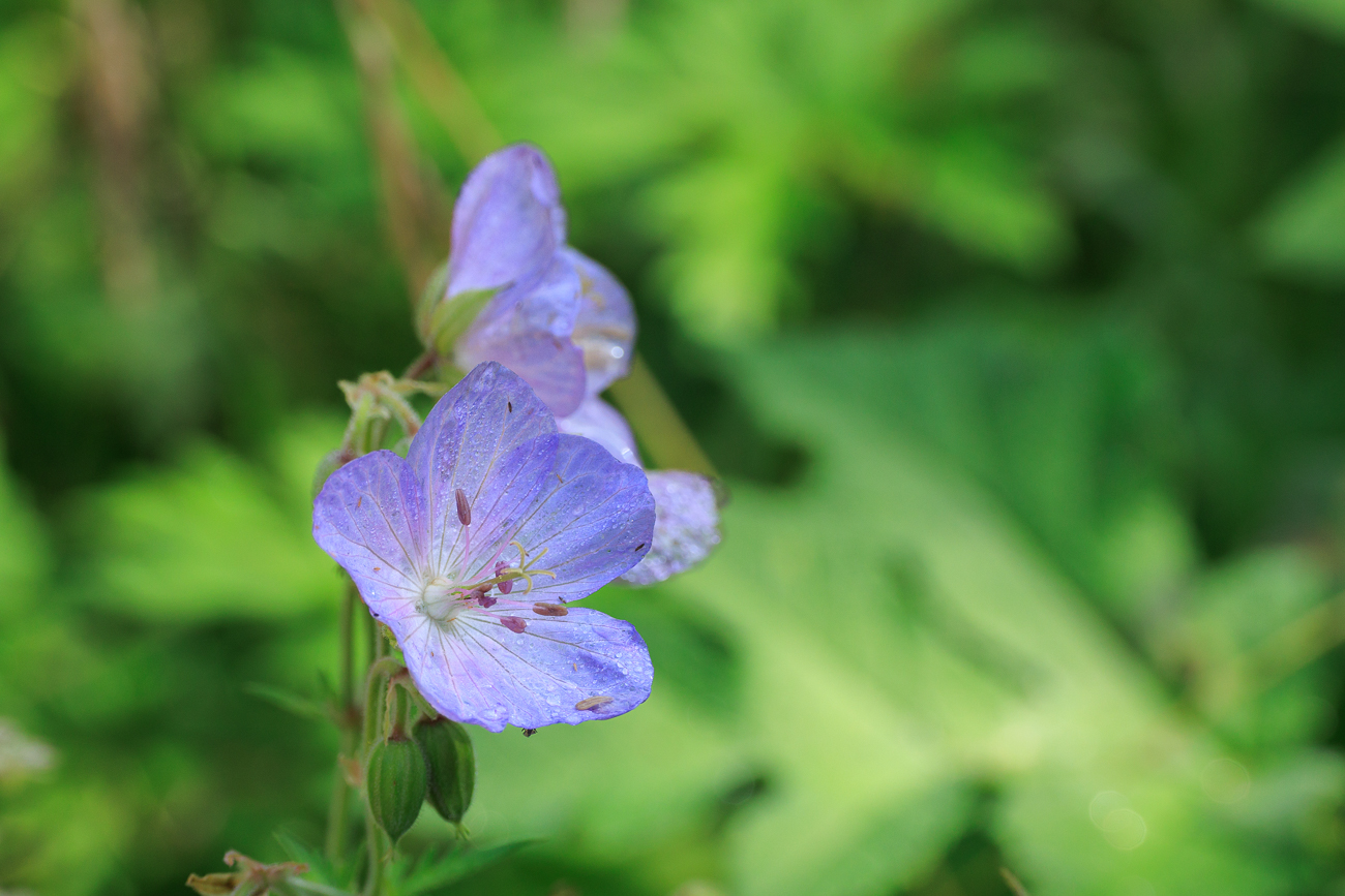 Wiesen-Storchschnabel [Geranium pratense]