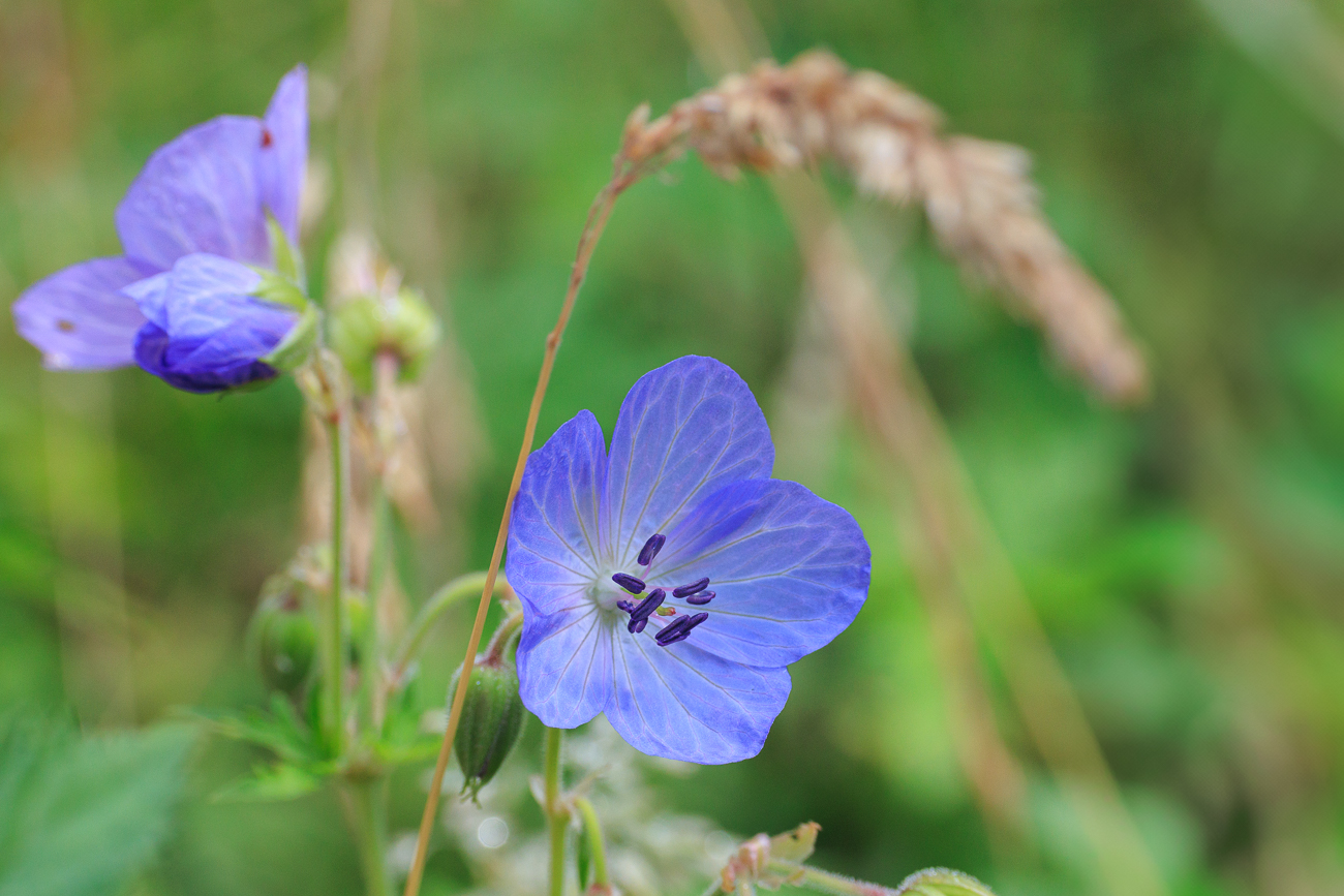 Wiesen-Storchschnabel [Geranium pratense]