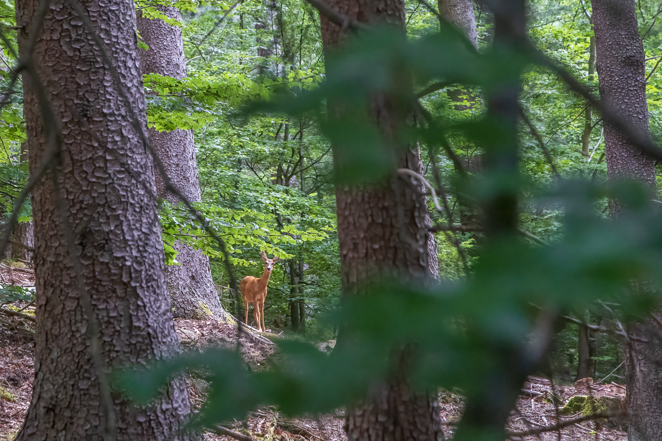 Ein Reh beobachtet uns