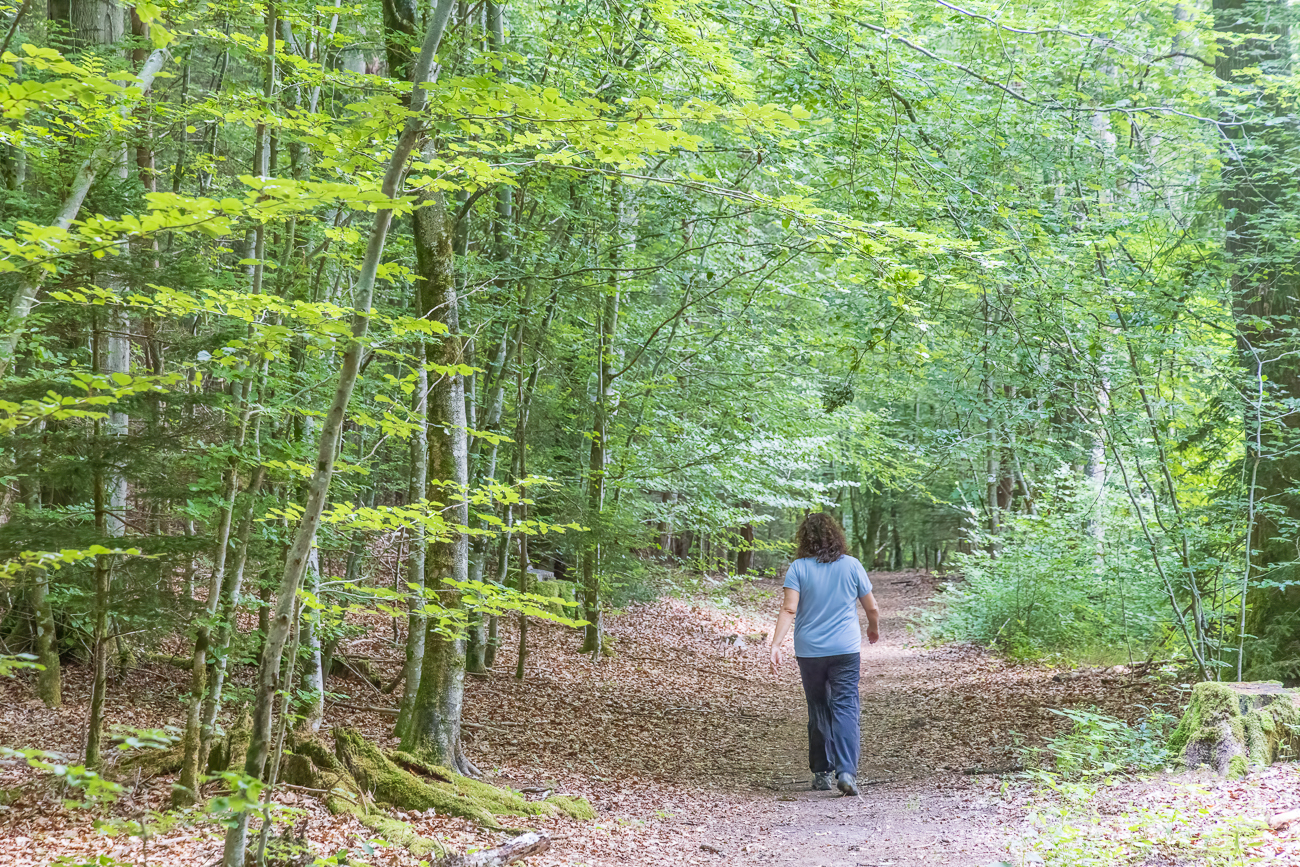 Auf dem Waldweg ...
