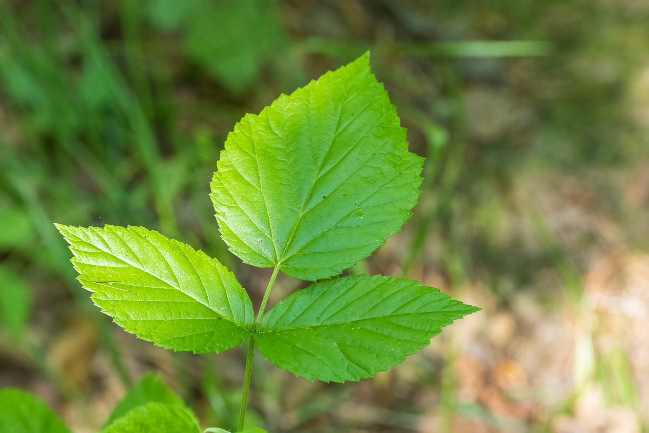 Schwarze Himbeere [Rubus occidentalis]