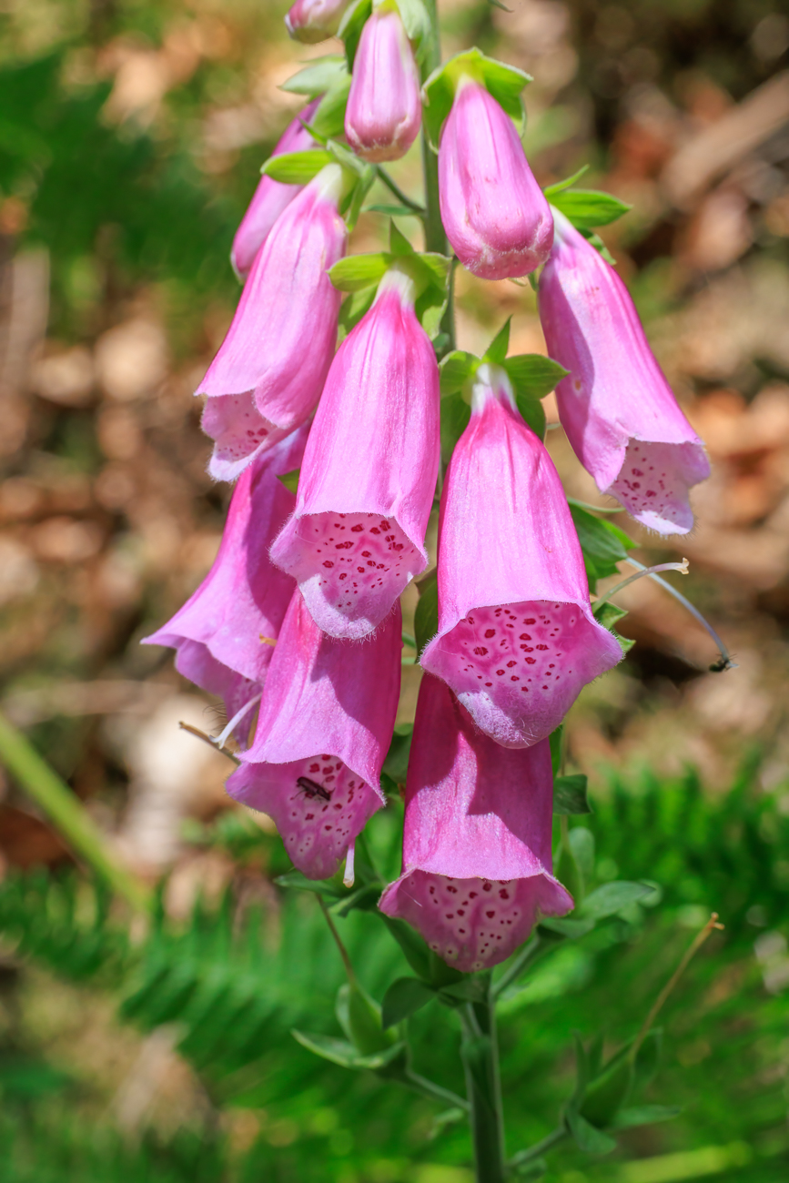 Roter Fingerhut [Digitalis purpurea]