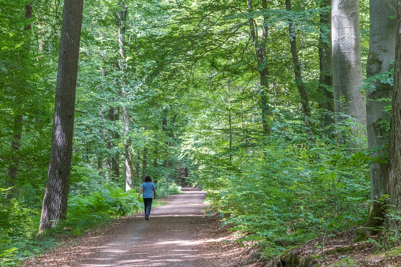 Abwechslungsreich, mal breite Waldautobahn ...