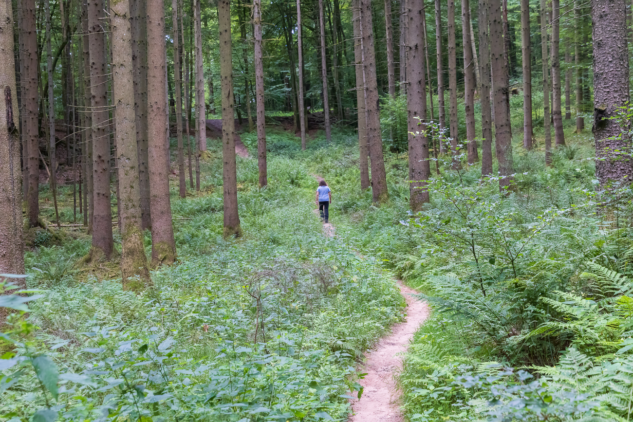 Schöner Singletrail