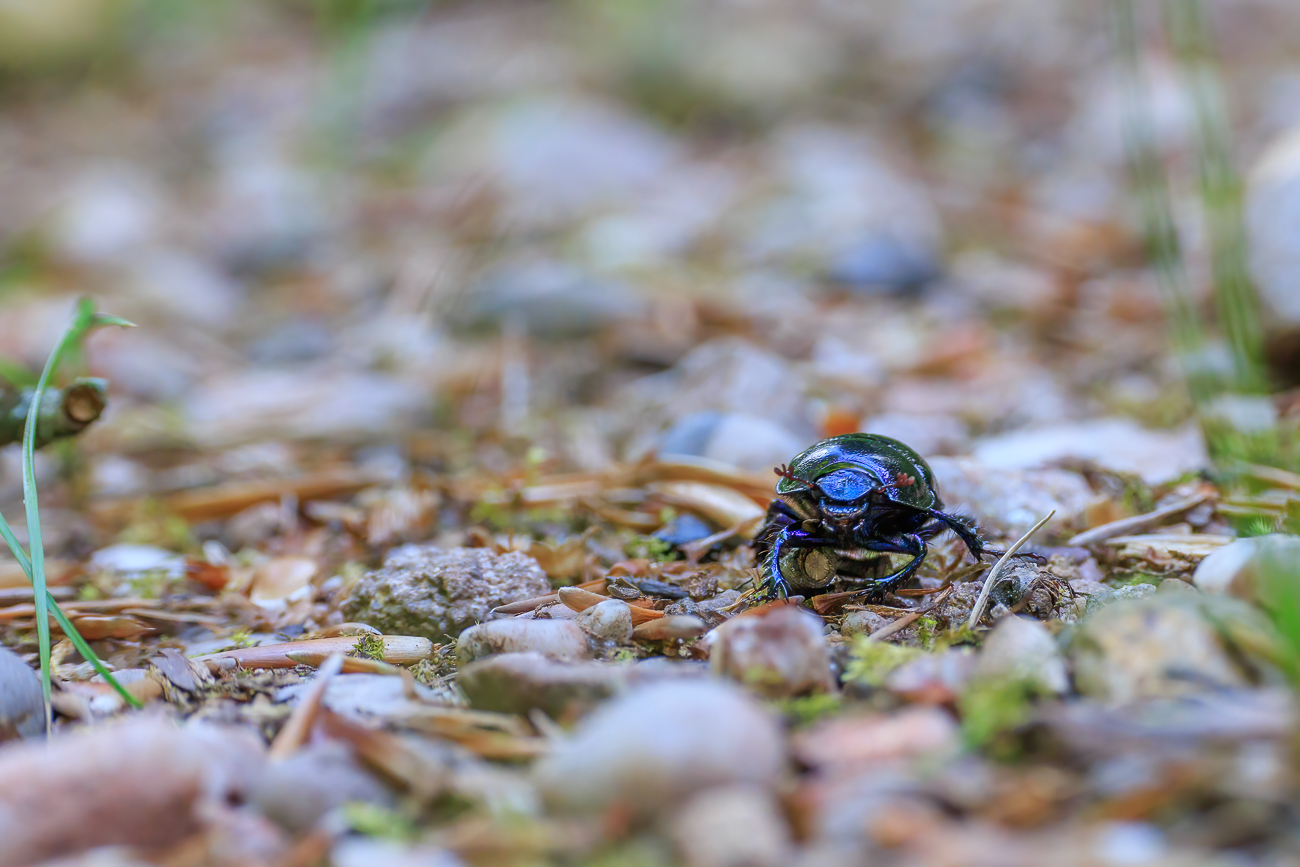 Waldmistkäfer [Anoplotrupes stercorosus]