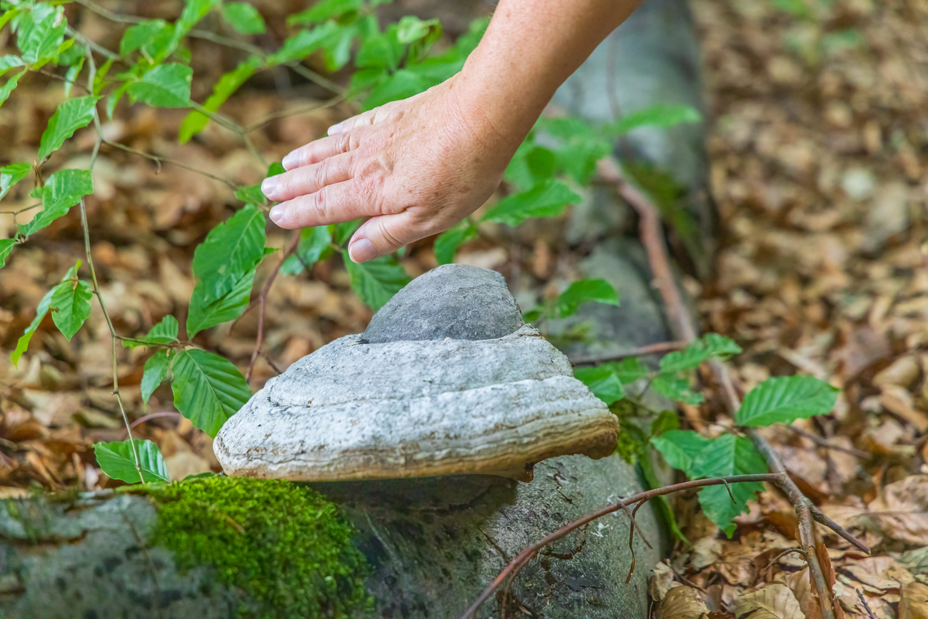 Riesiger Zunderschwamm