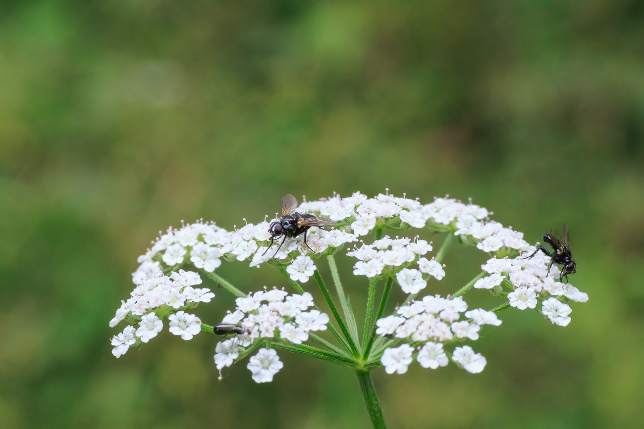 Fliegen auf Gewöhnlicher Klettenkerbel [Torilis japonica]