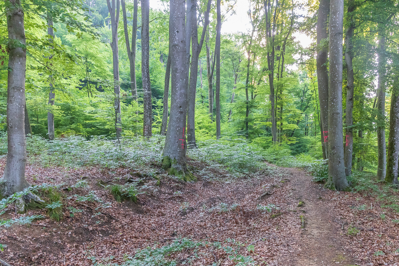 Durch den tiefen Wald ...