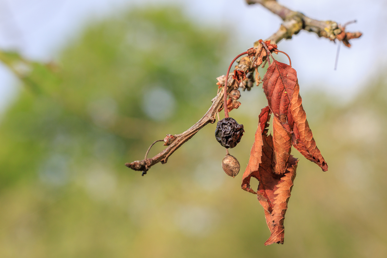 Vertrocknete Vogelkirsche [Prunus avium]