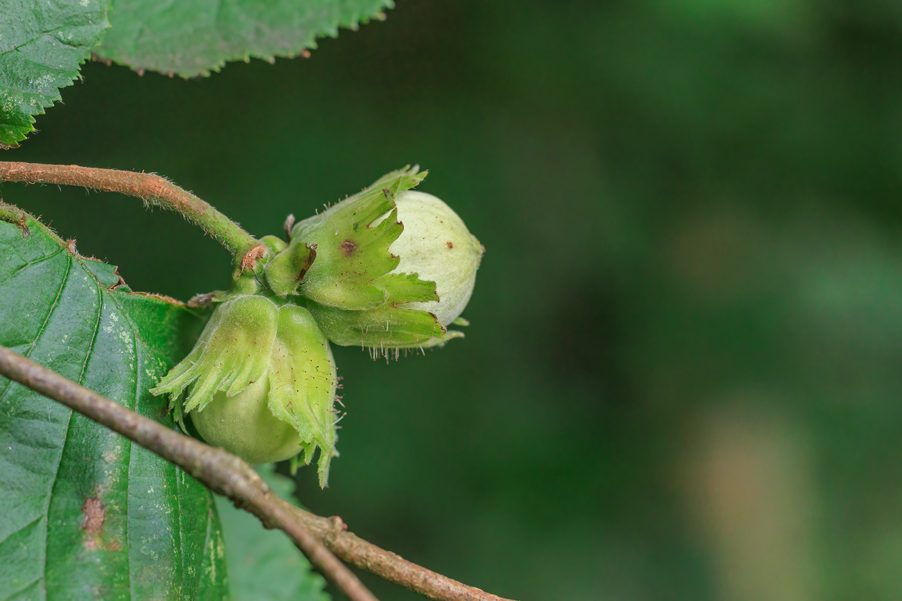 Hasel [Corylus avellana]