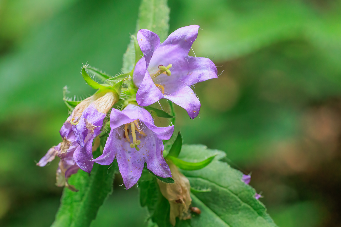 Nessel-Glockenblume [Campanula trachelium]