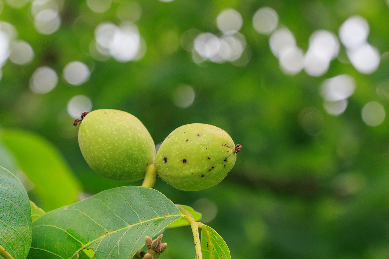 Echte Walnusst [Juglans regia]