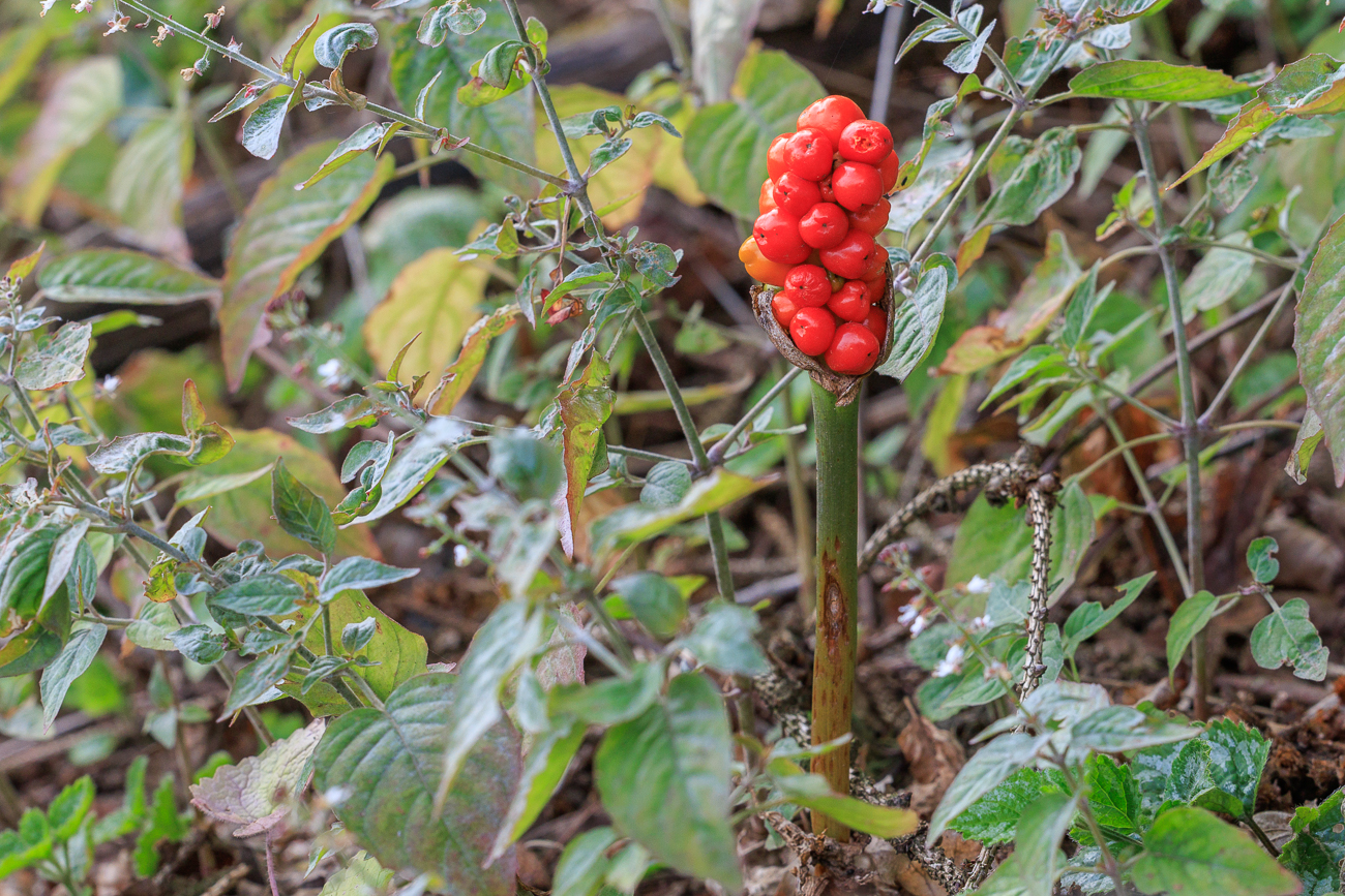 Vermutlich ein gefleckter Aronstab [Arum maculatum]