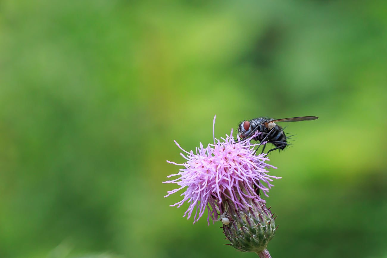 Fliege und Krabbenspinne auf einer Acker-Distel [Cirsium arvense]