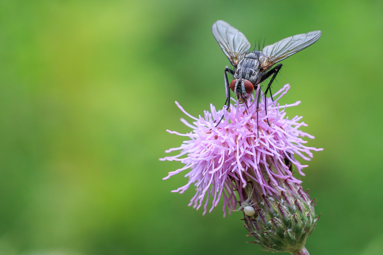 Fliege und Krabbenspinne auf einer Acker-Distel [Cirsium arvense]