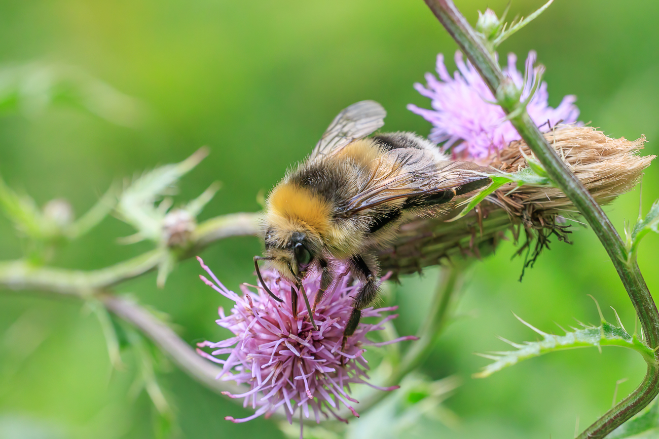 Überhaupt waren heute viele Hummeln unterwegs