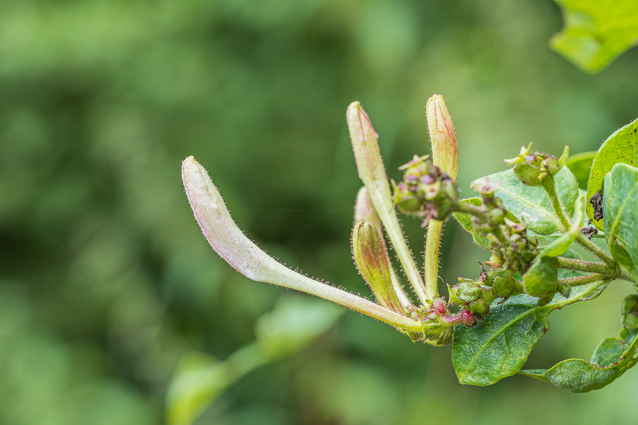 Wald-Geißblatt [Lonicera periclymenum]