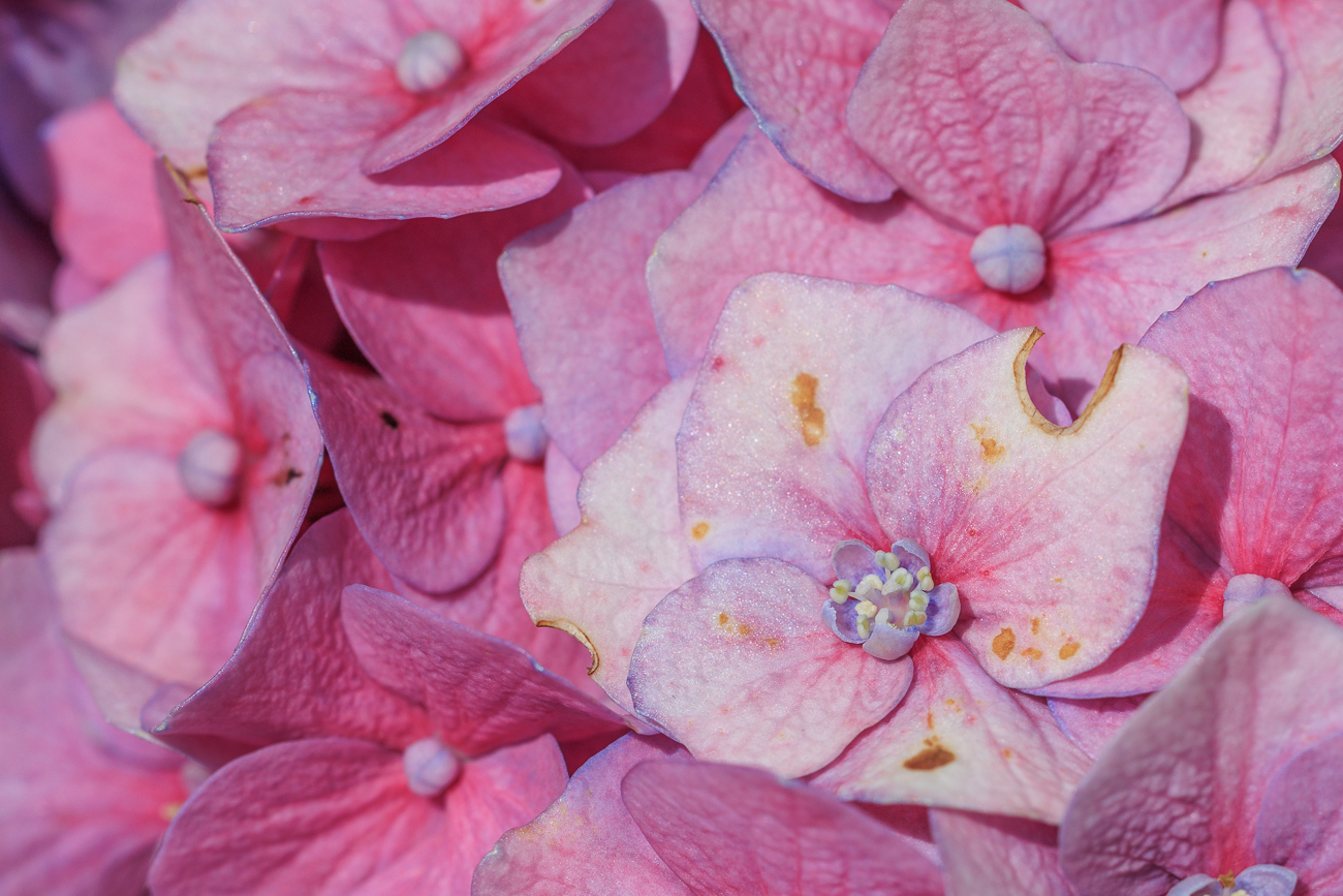 Hortensie [Hydrangea macrophylla]