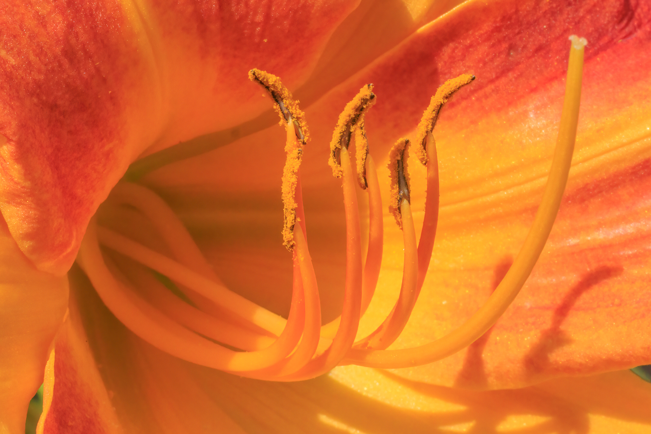 Gelbe Taglilie [Hemerocallis ilioasphodelus]