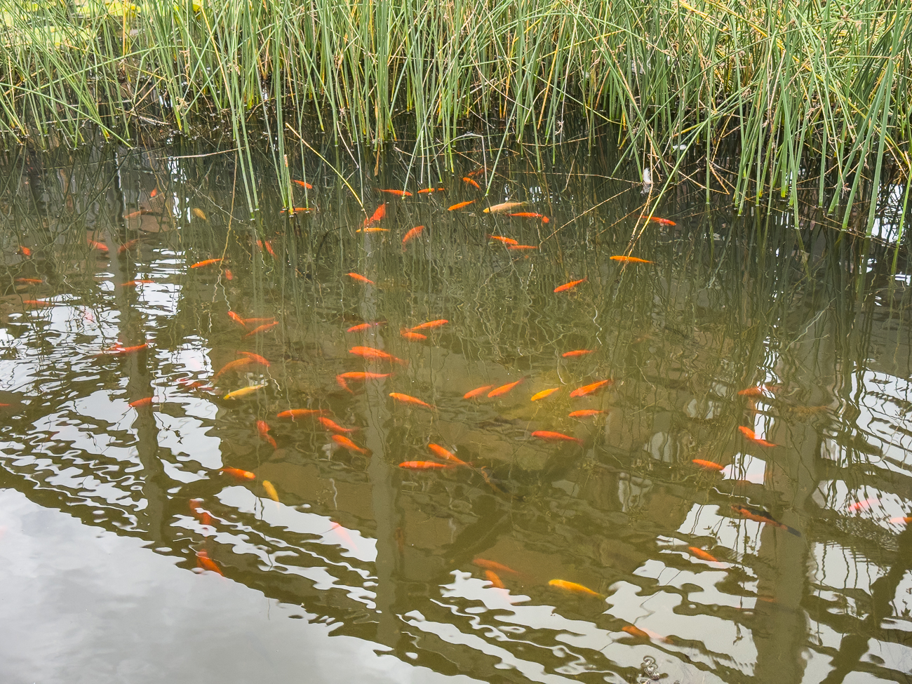 Goldfische in den Redener Wassergärten