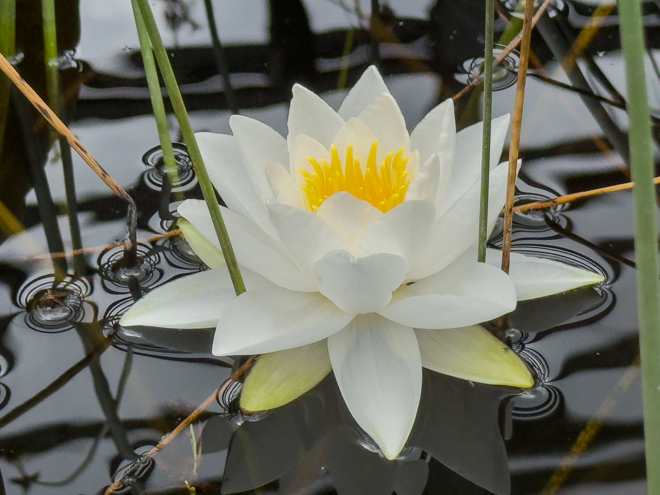 Wohlriechende Seerose [Nymphaea odorata]