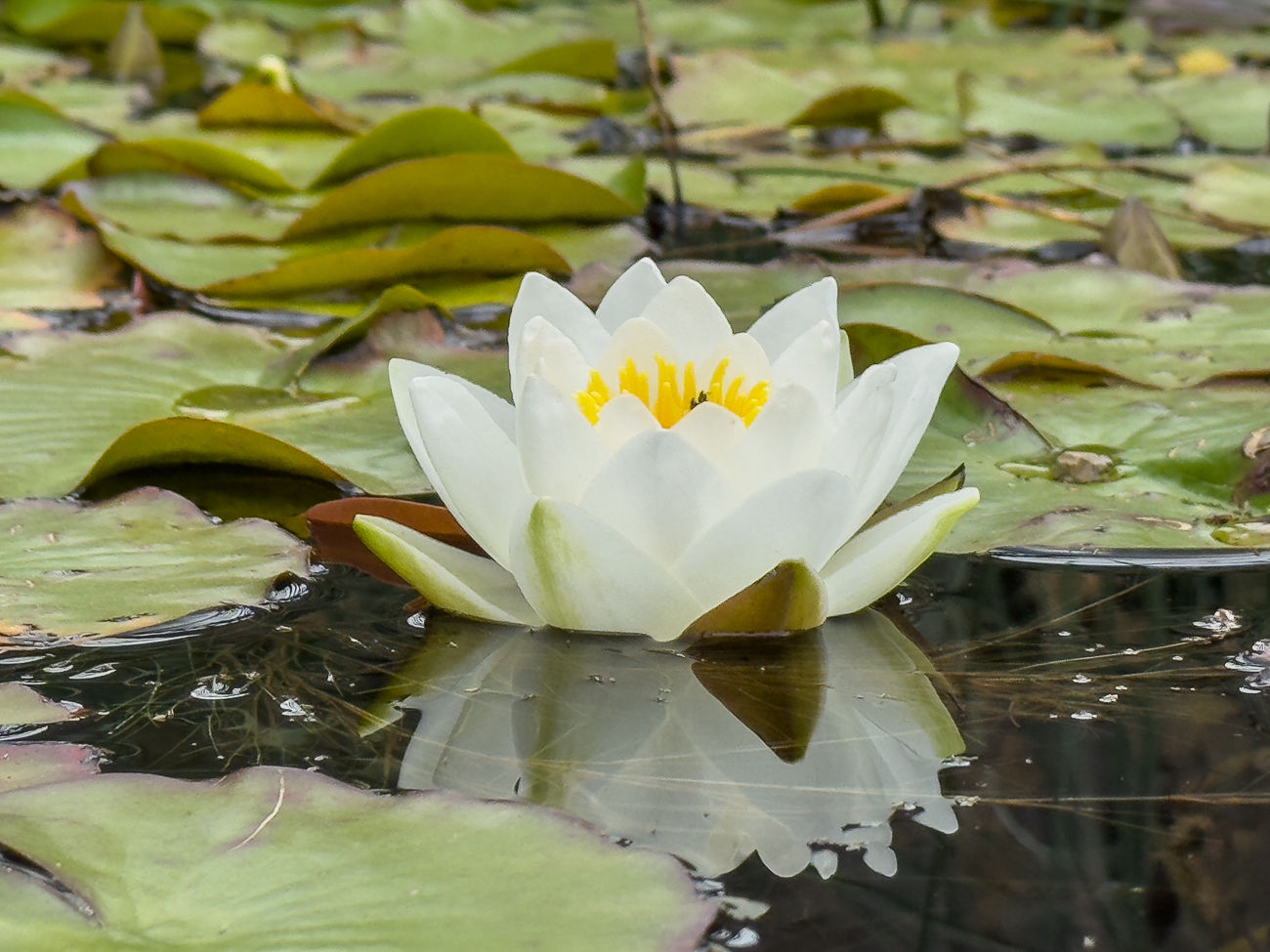 Wohlriechende Seerose [Nymphaea odorata]