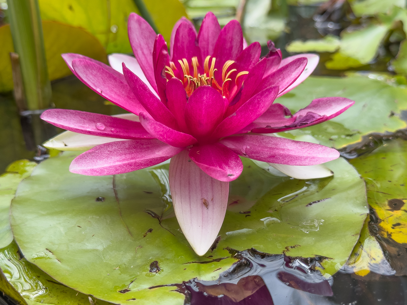 Glänzende Seerose [Nymphaea candida]