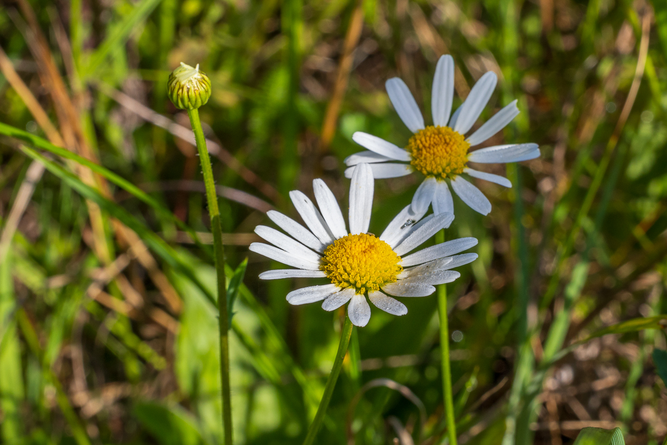 Stinkende Hundskamille [Anthemis cotula]