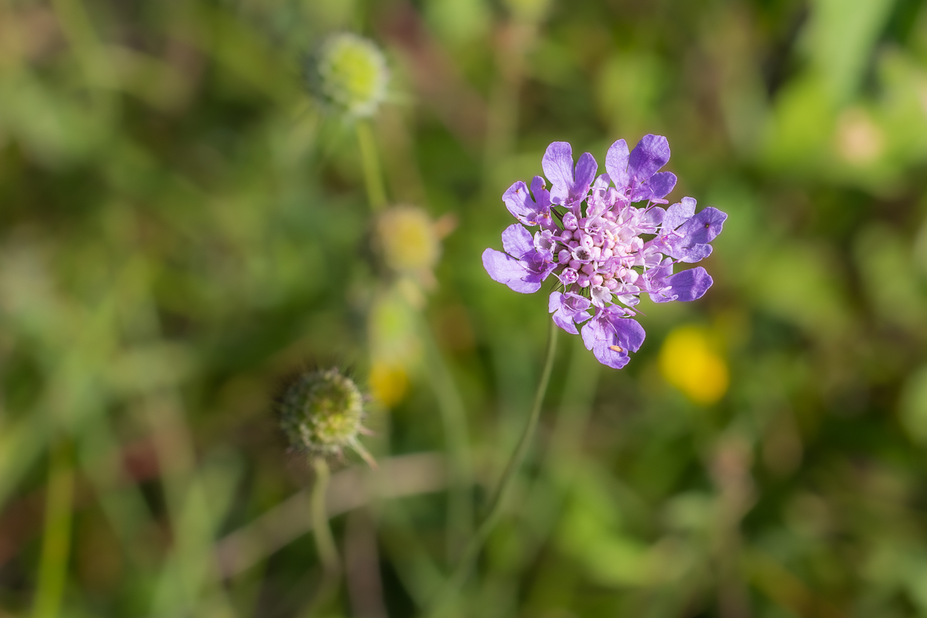 Vermutlich Tauben-Skabiose [Scabiosa columbaria]