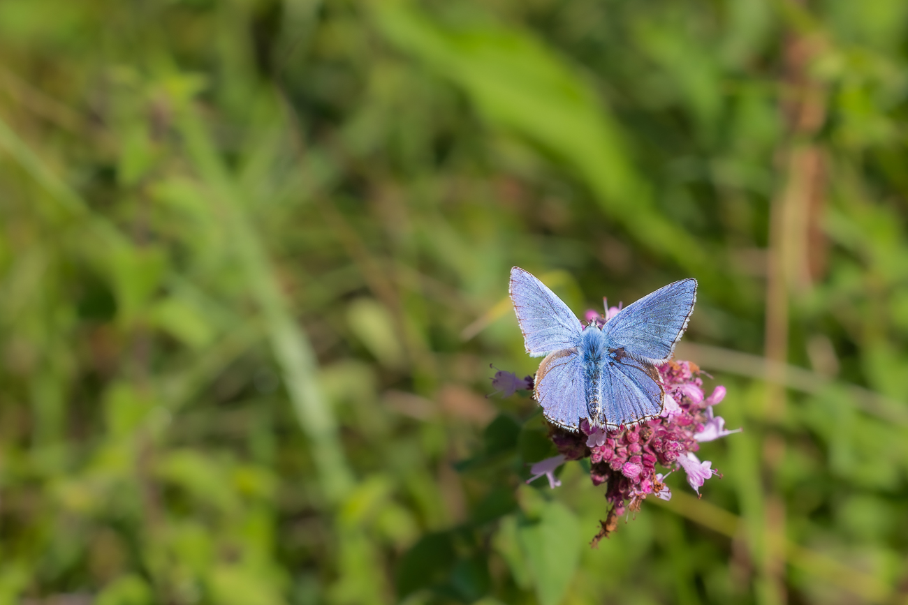 Vermutlich Himmelblauer Bläuling [Lysandra ballargus]