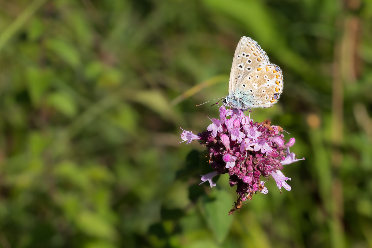 Vermutlich Himmelblauer Bläuling [Lysandra ballargus]