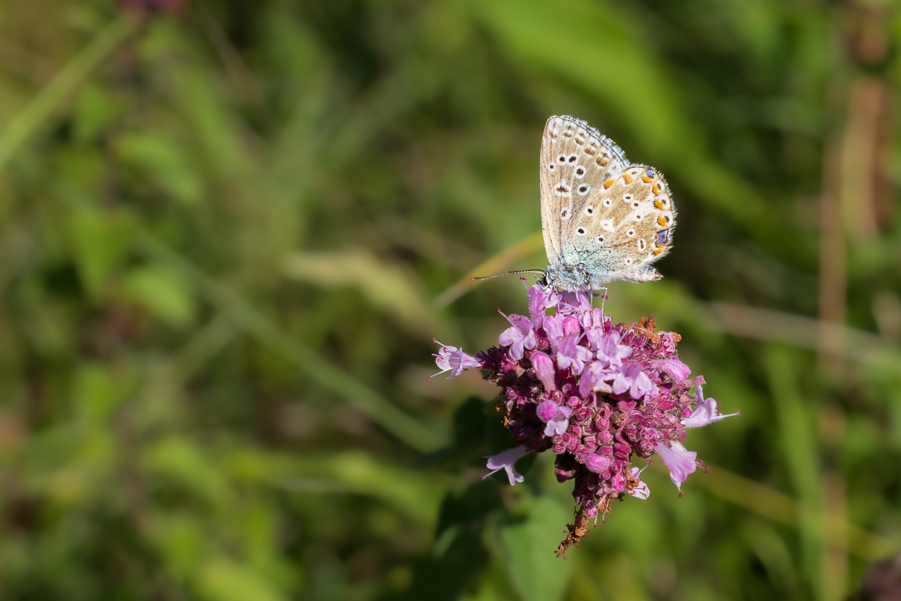 Vermutlich Himmelblauer Bläuling [Lysandra ballargus]