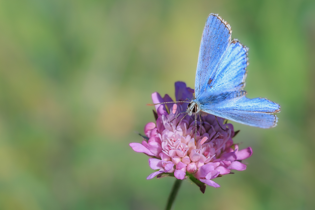 Vermutlich Himmelblauer Bläuling [Lysandra ballargus]
