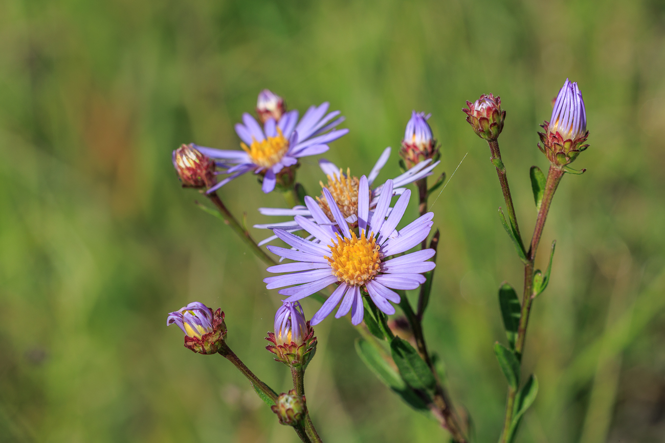 Berg-Aster [Aster amellus]