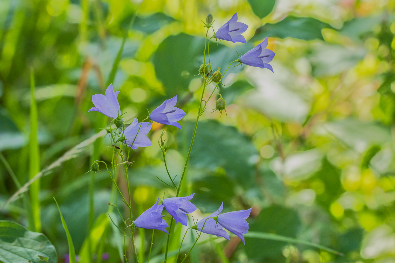 Rautenblättrige Glockenblume [Campanula rhomboidalis]