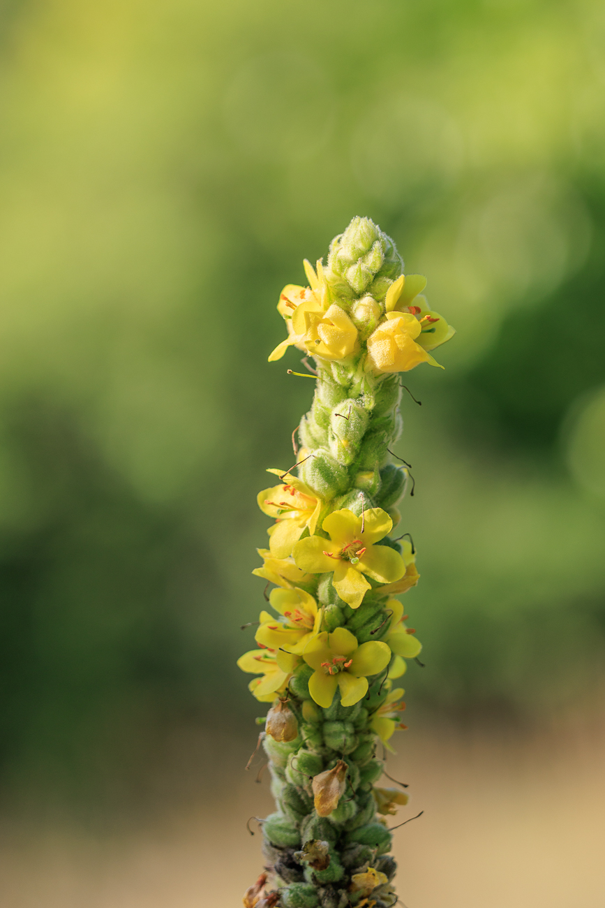 Dichtblütige Königskerze [Verbascum densiflorum]