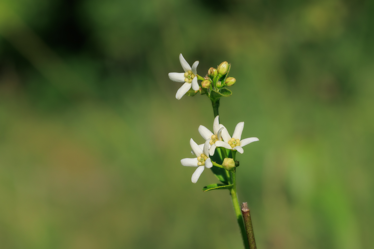 Weiße Schwalbenwurz [Vincetoxicum hirundinaria]