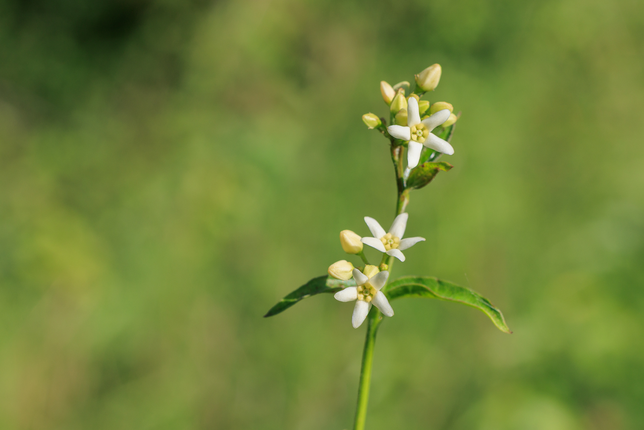 Weiße Schwalbenwurz [Vincetoxicum hirundinaria]
