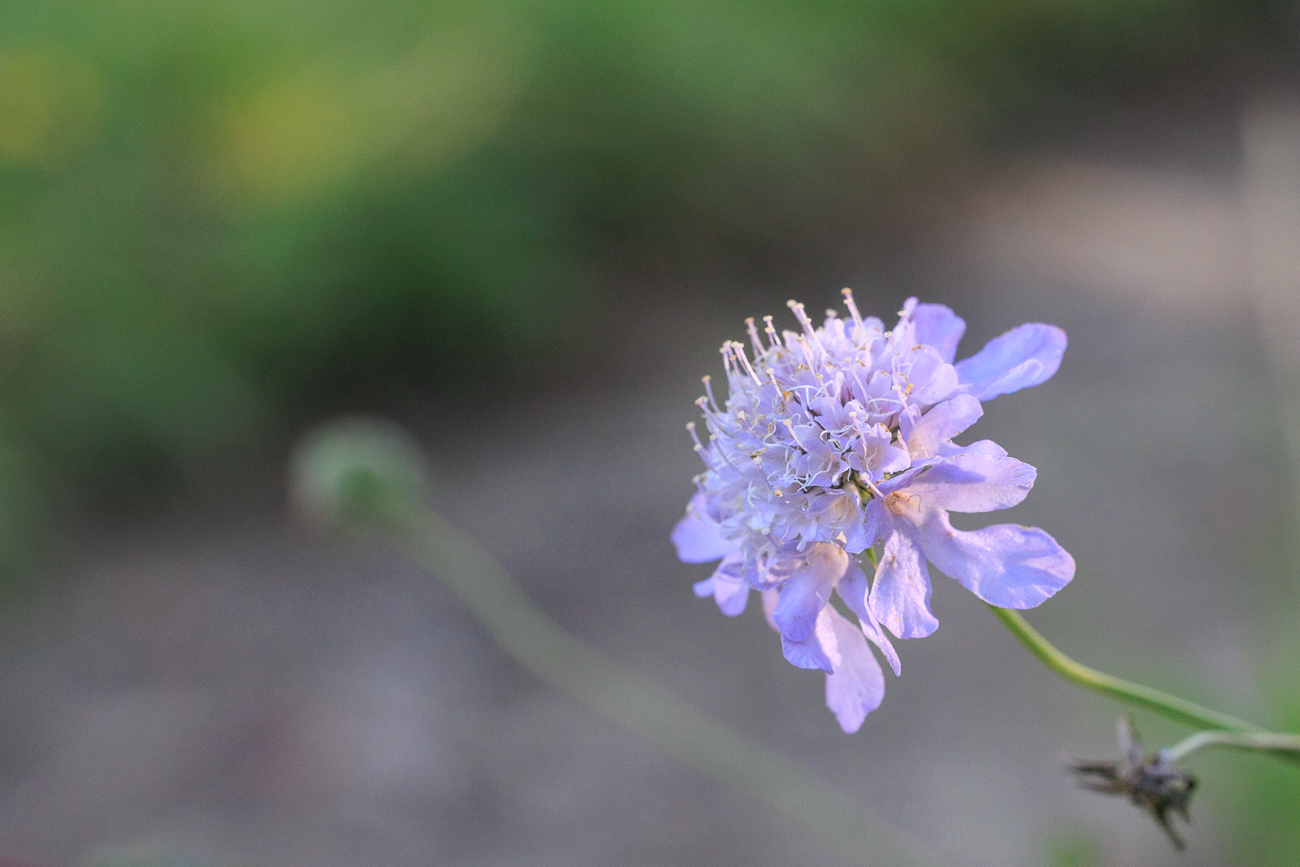 Vermutlich Tauben-Skabiose [Scabiosa columbaria]