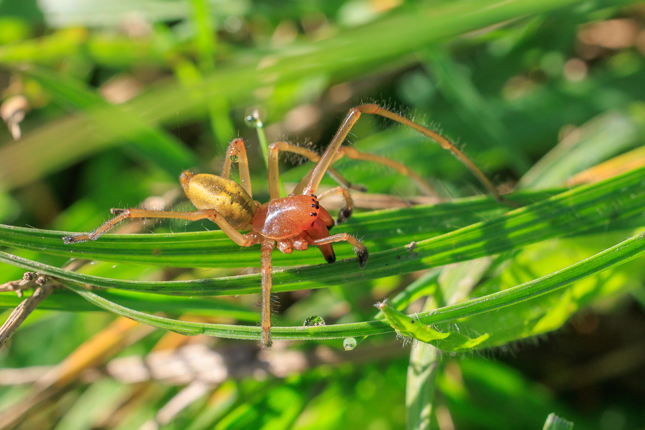 Echter Wundklee [Anthyllis vulneraia]